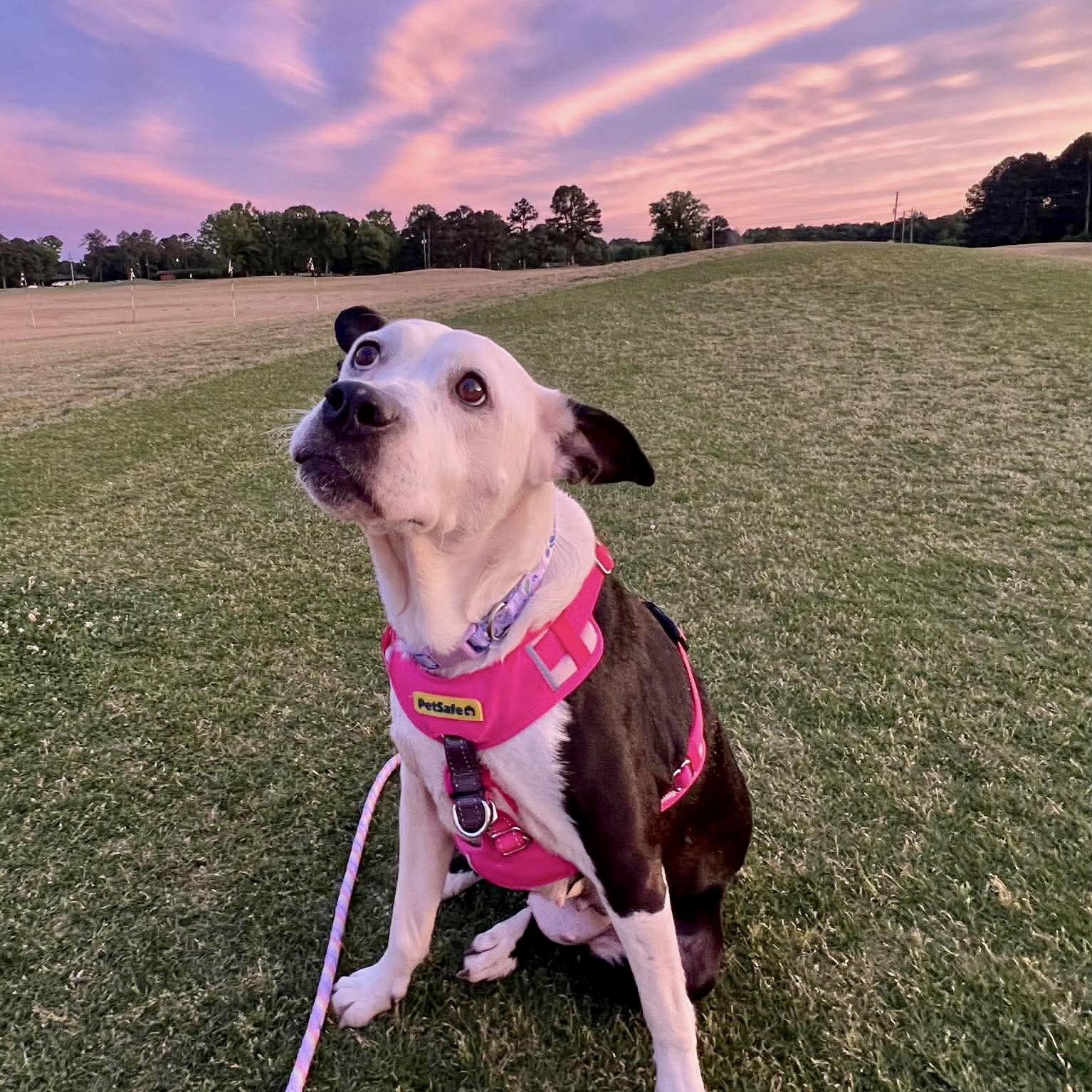 Rhianne, a Adoptable mixed breed in Raleigh, NC image 2/3