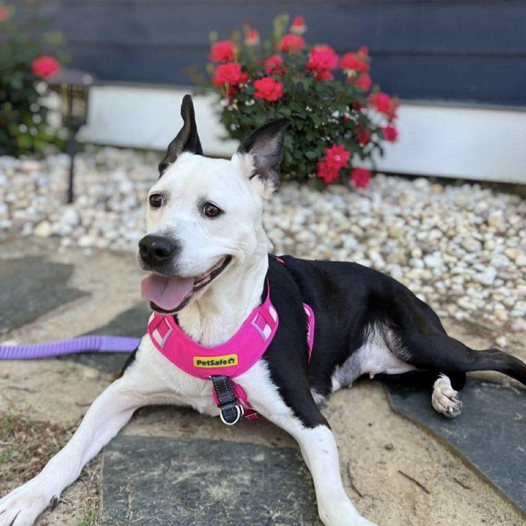 Rhianne, Adoptable, Adult Female Labrador Retriever & Pit Bull Terrier.