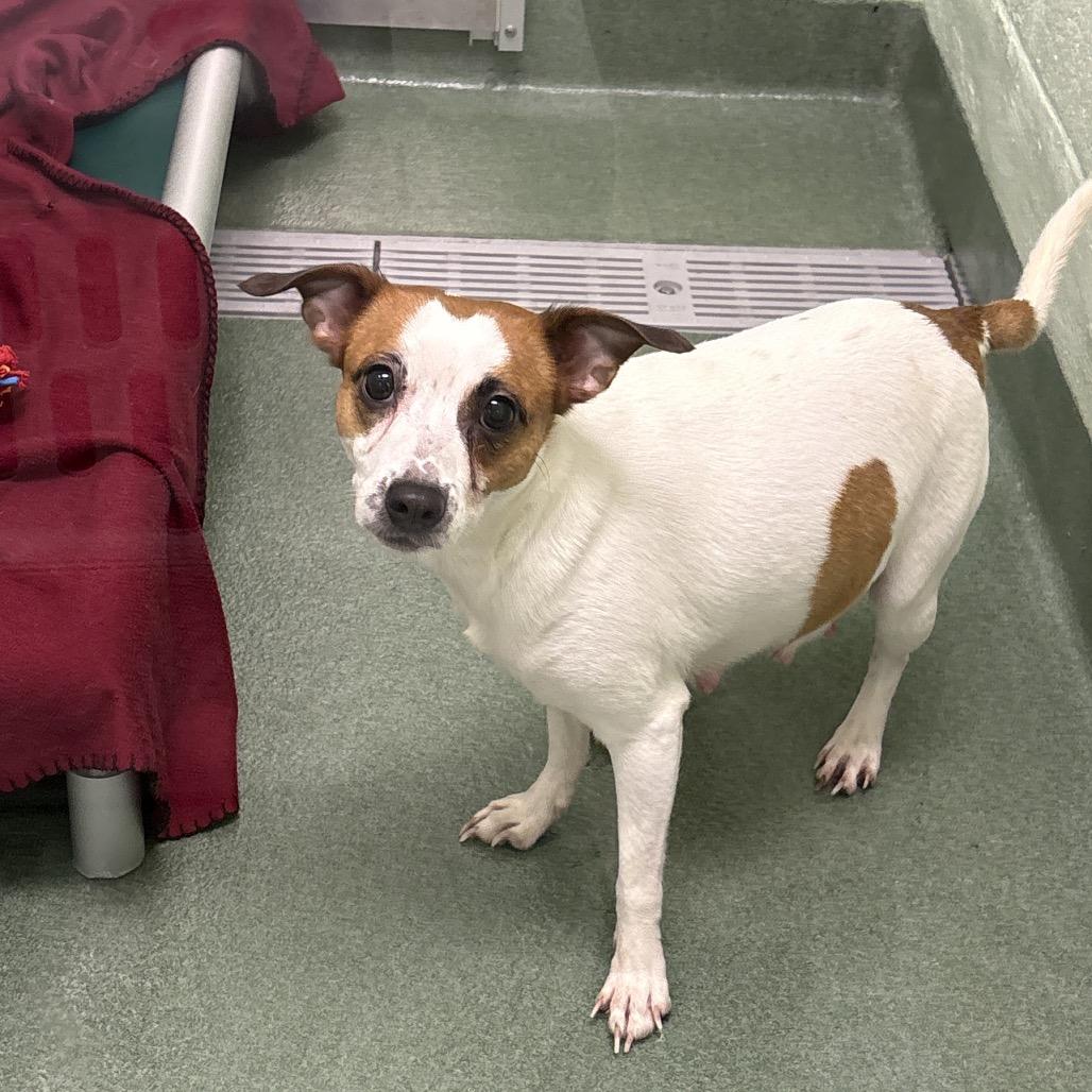 Jolene, Adoptable, Adult Female Jack Russell Terrier & Chihuahua.