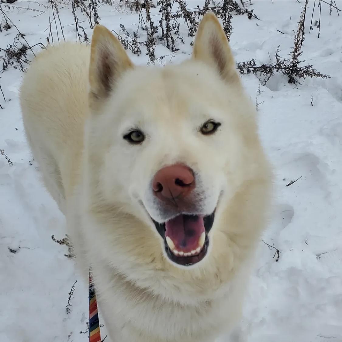 Enlarge Sparrow, a Adoptable Siberian Husky in Cranston, RI image 4/4