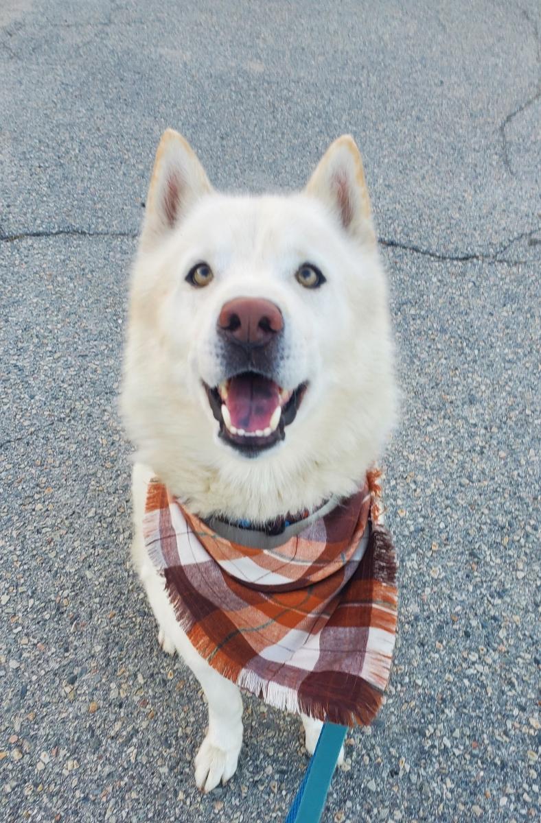 Sparrow, Adoptable, Adult Male Siberian Husky.