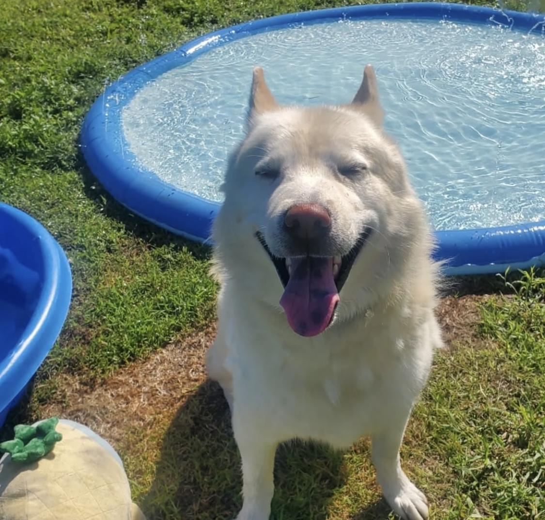 Enlarge Sparrow, a Adoptable Siberian Husky in Cranston, RI image 1/4