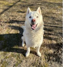 Enlarge Sparrow, a Adoptable Siberian Husky in Cranston, RI image 2/4