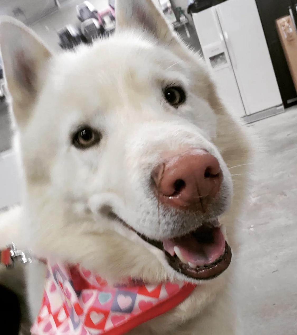 Enlarge Sparrow, a Adoptable Siberian Husky in Cranston, RI image 3/4