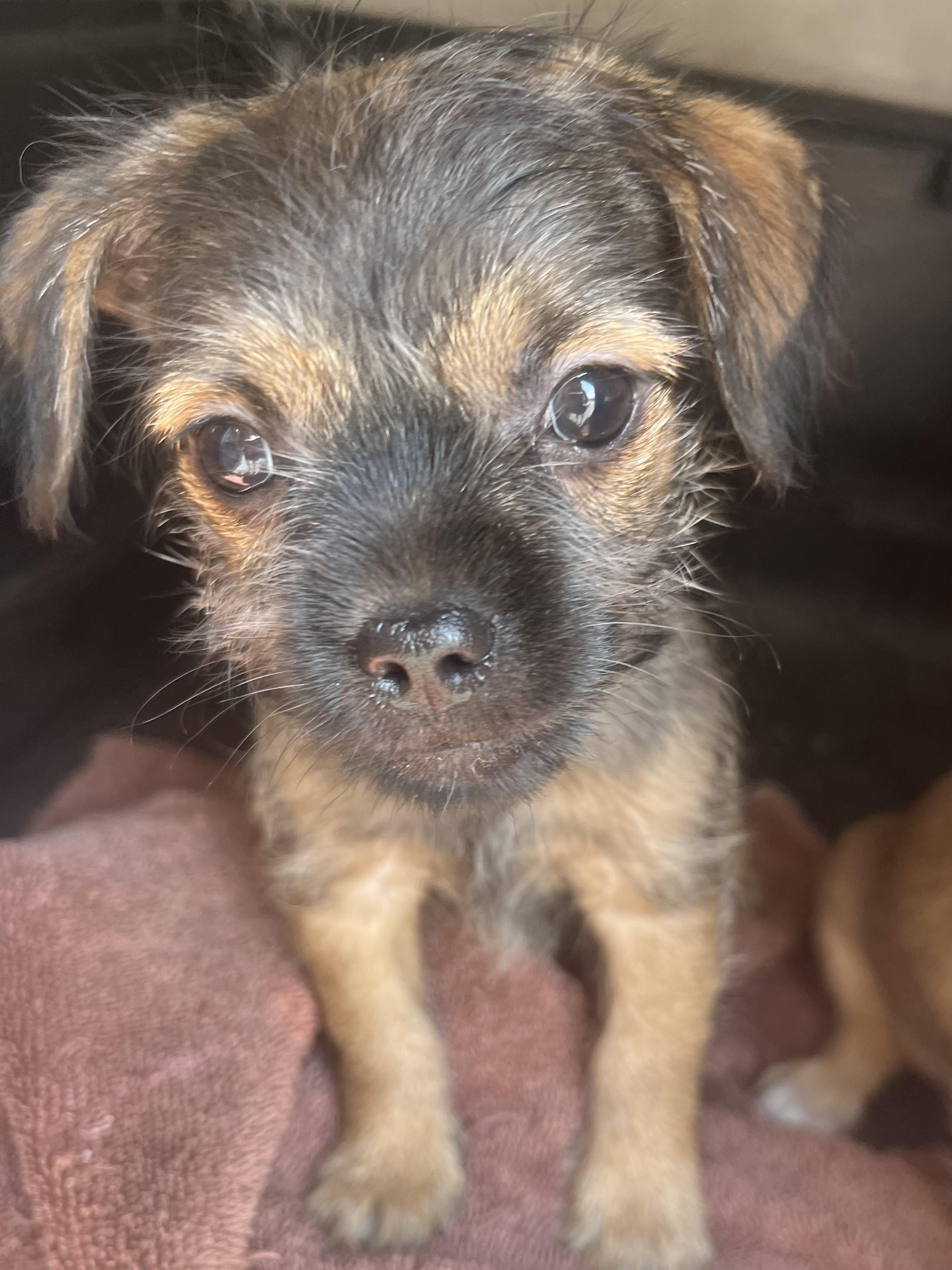 Enlarge Nash, a Adoptable mixed breed in Atlanta , GA image 6/6