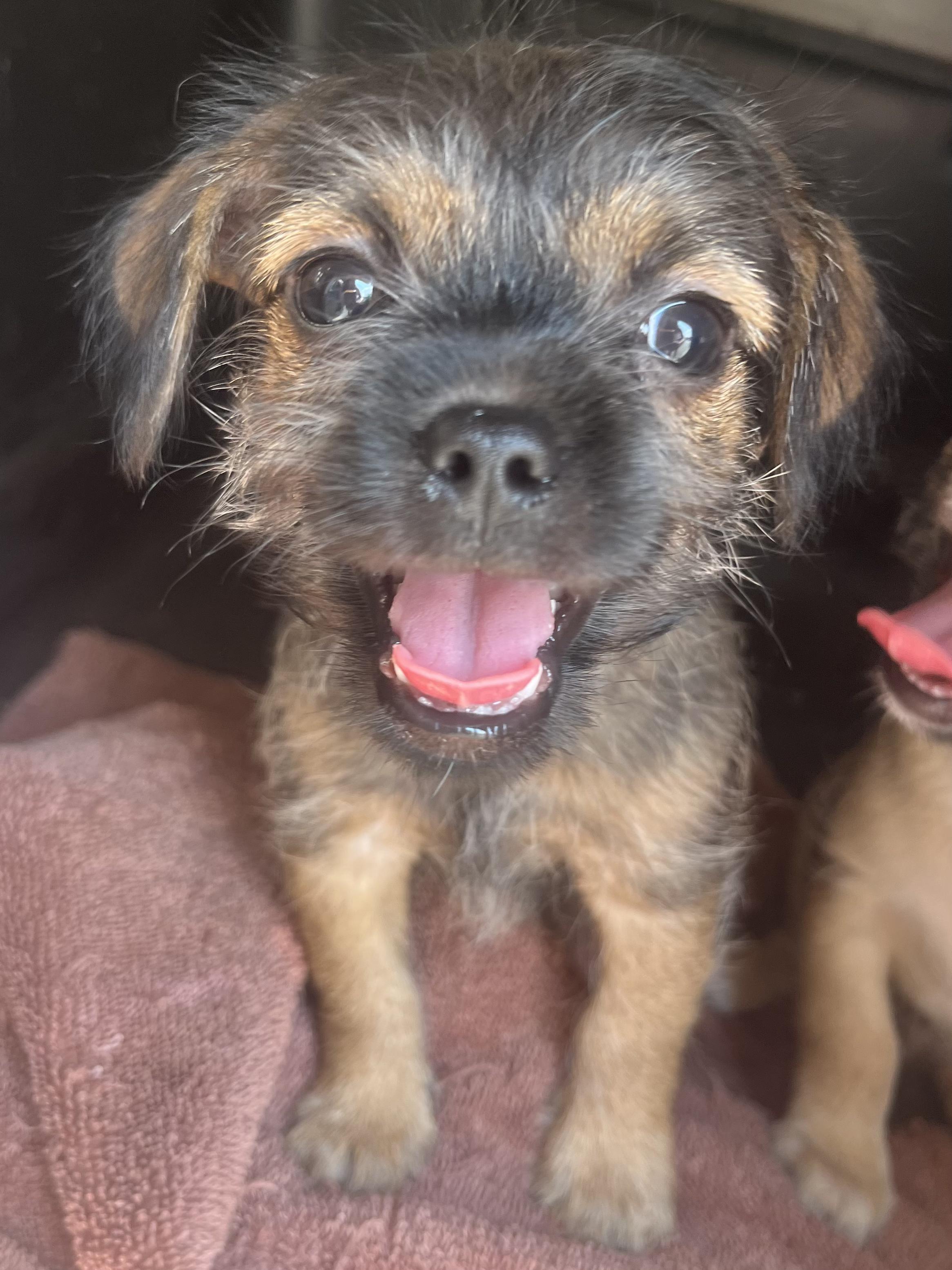 Enlarge Nash, a Adoptable mixed breed in Atlanta , GA image 3/6