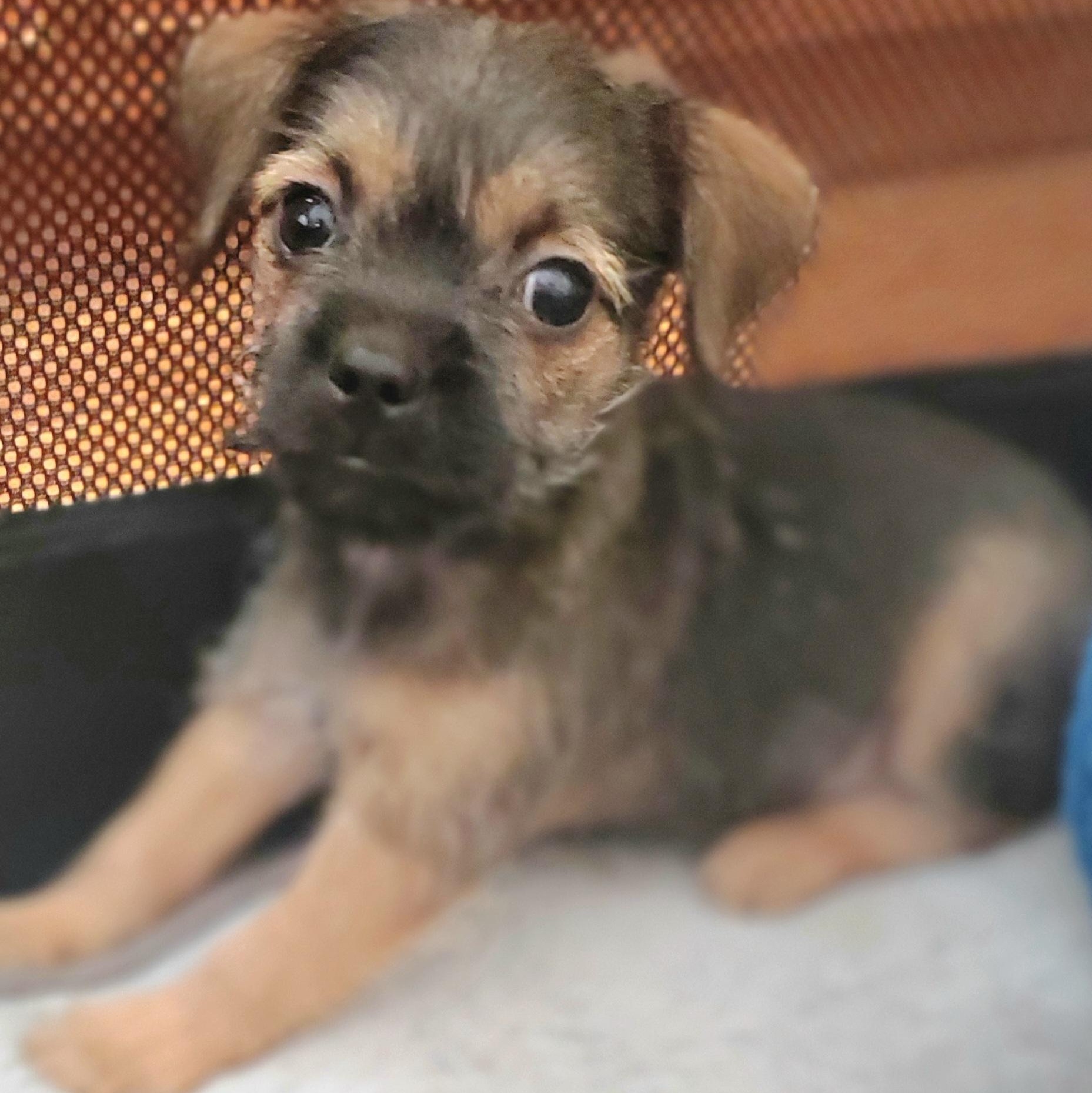 Nash, Adoptable, Puppy Male Chihuahua & Mixed Breed.
