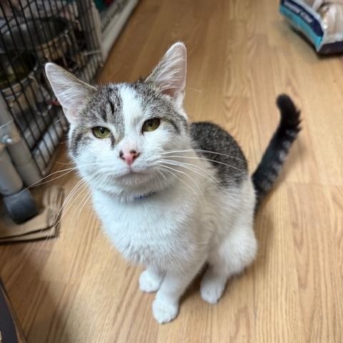 Enlarge RAYSON, a Adoptable Domestic Short Hair in Millerstown, PA image 5/5