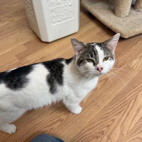 Enlarge RAYSON, a Adoptable Domestic Short Hair in Millerstown, PA image 3/5