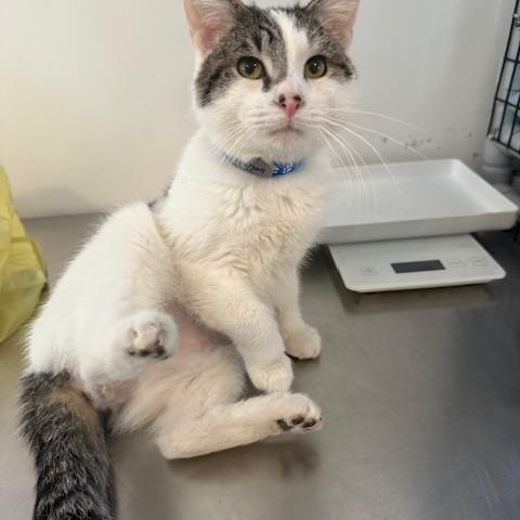 Enlarge RAYSON, a Adoptable Domestic Short Hair in Millerstown, PA image 4/5