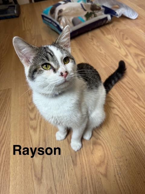 RAYSON, Adoptable, Adult Male Domestic Short Hair.