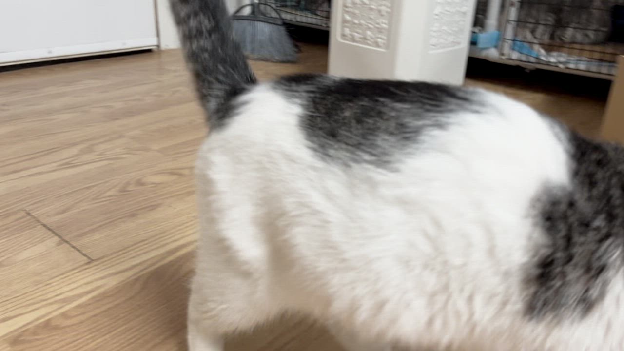 Enlarge RAYSON, a Adoptable Domestic Short Hair in Millerstown, PA video 2/5