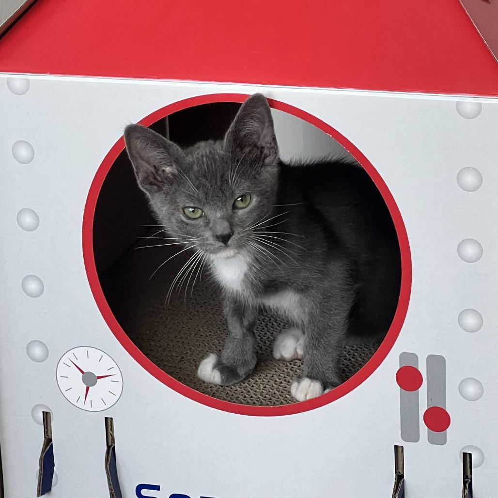 Enlarge Woody, a Adoptable Domestic Short Hair in Costa Mesa, CA image 2/5