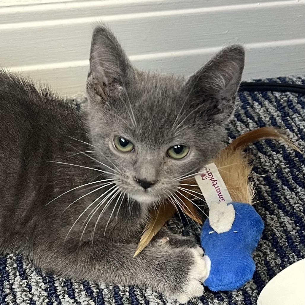 Enlarge Woody, a Adoptable Domestic Short Hair in Costa Mesa, CA image 3/5