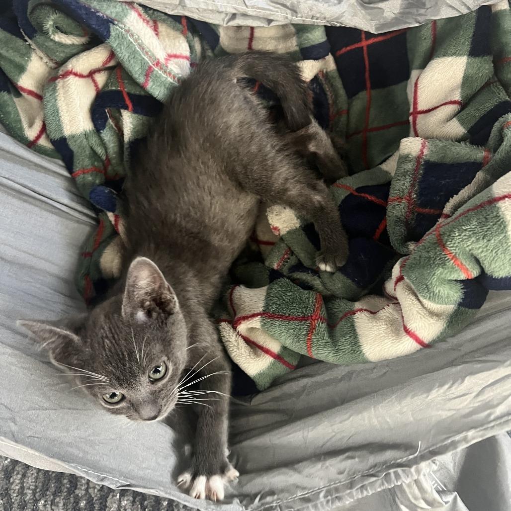 Enlarge Woody, a Adoptable Domestic Short Hair in Costa Mesa, CA image 4/5