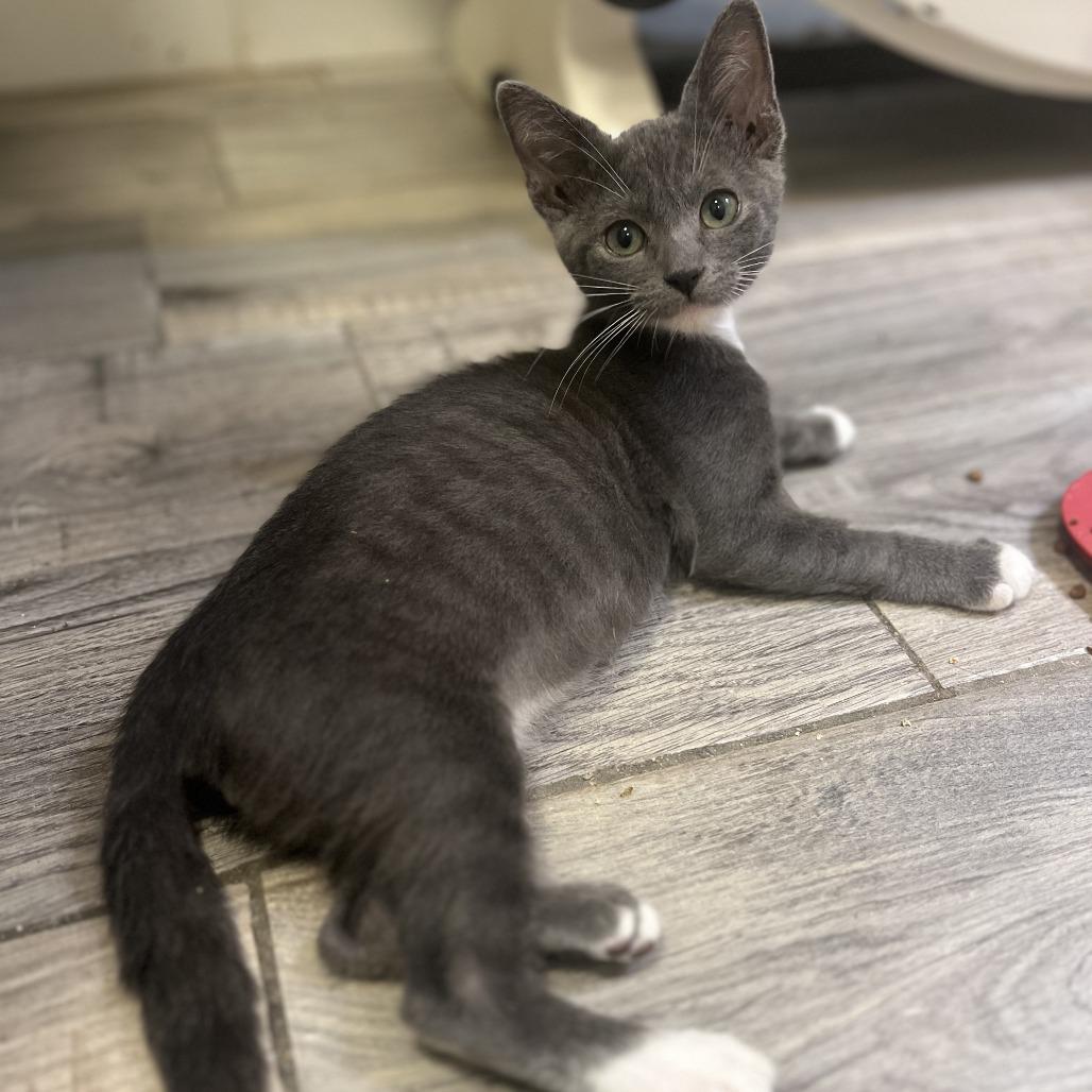 Enlarge Woody, a Adoptable Domestic Short Hair in Costa Mesa, CA image 5/5