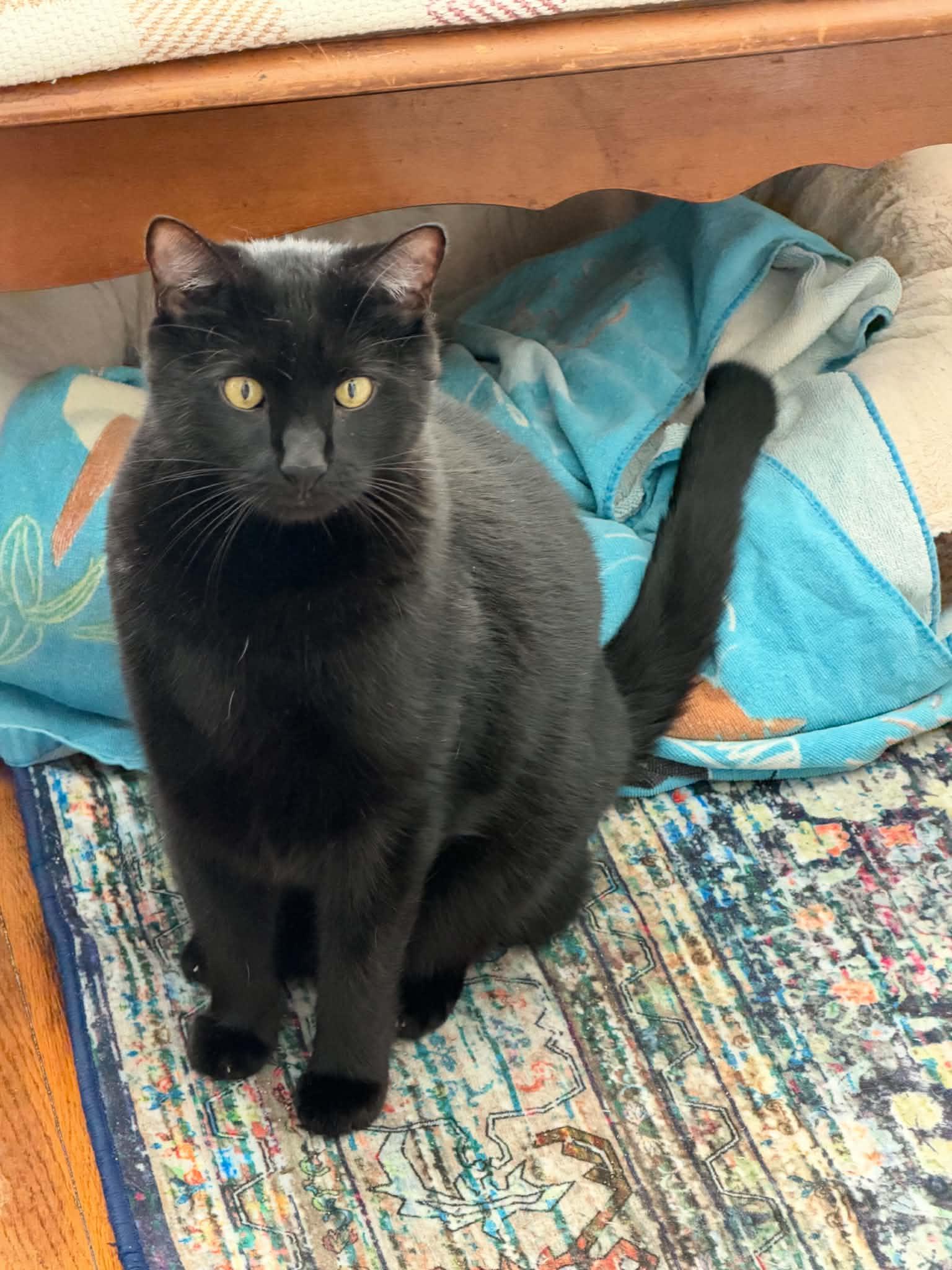 Enlarge Lucky, a Adoptable Domestic Short Hair in Enfield, CT image 1/6