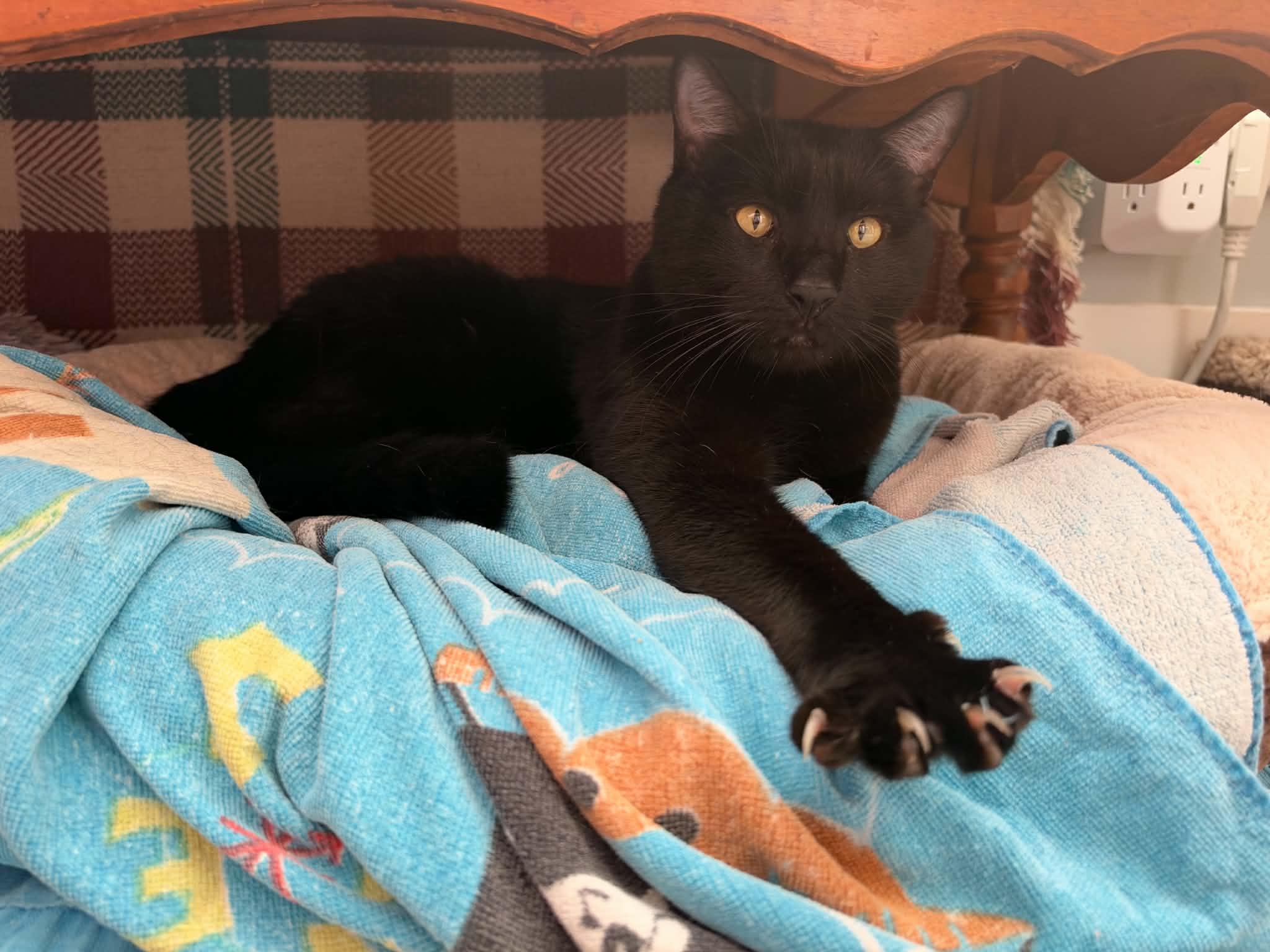 Enlarge Lucky, a Adoptable Domestic Short Hair in Enfield, CT image 2/6