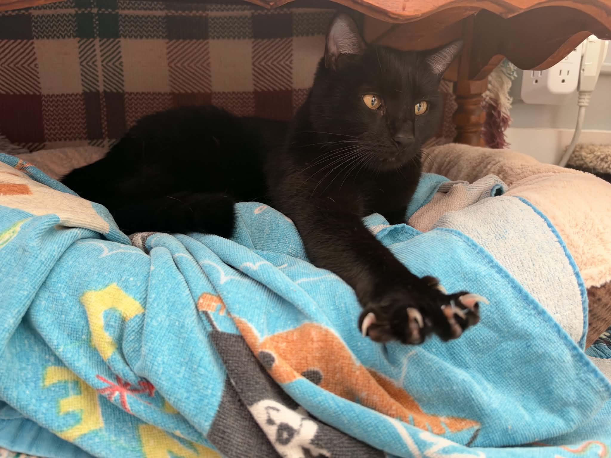 Enlarge Lucky, a Adoptable Domestic Short Hair in Enfield, CT image 3/6