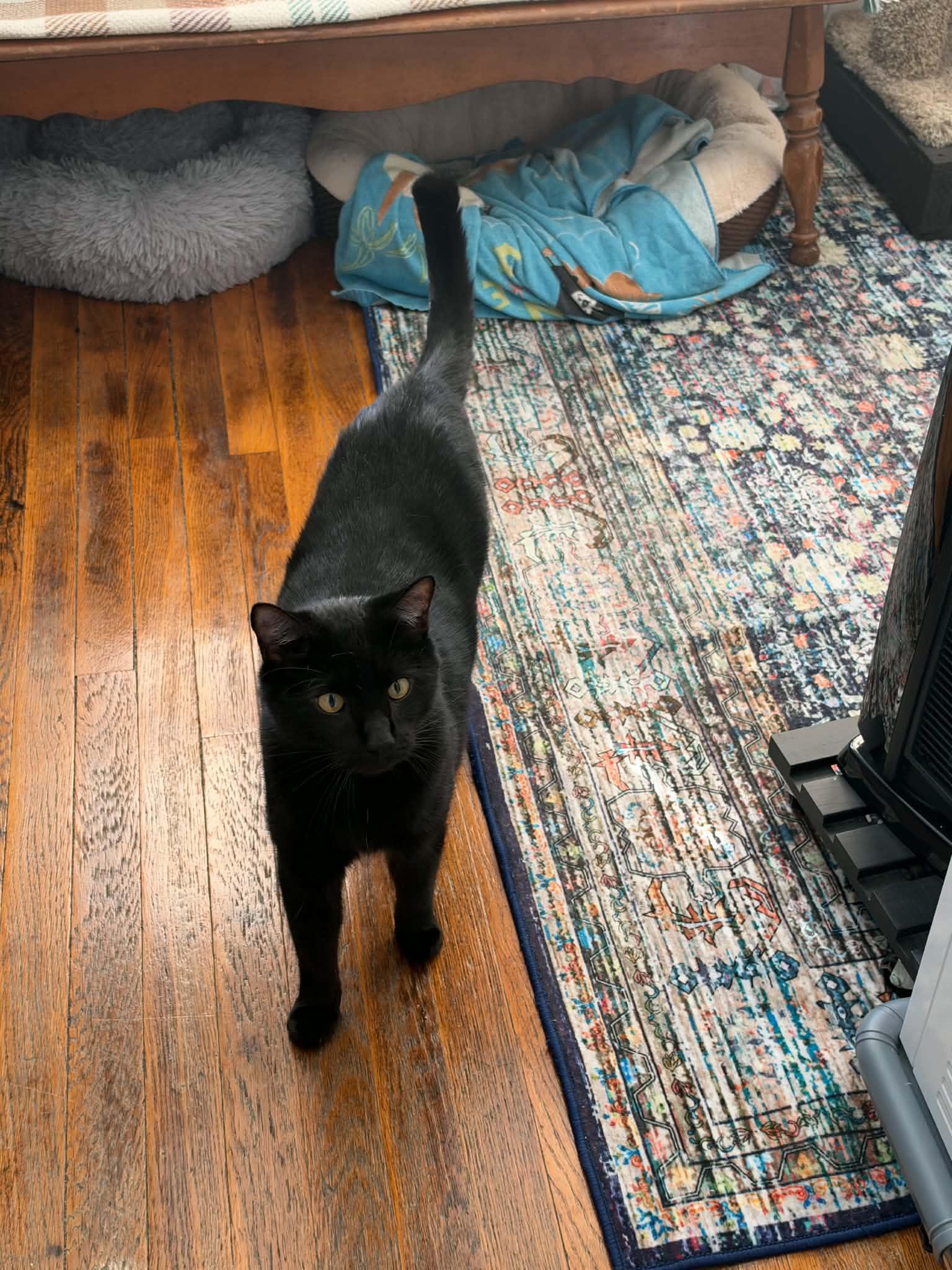 Enlarge Lucky, a Adoptable Domestic Short Hair in Enfield, CT image 4/6