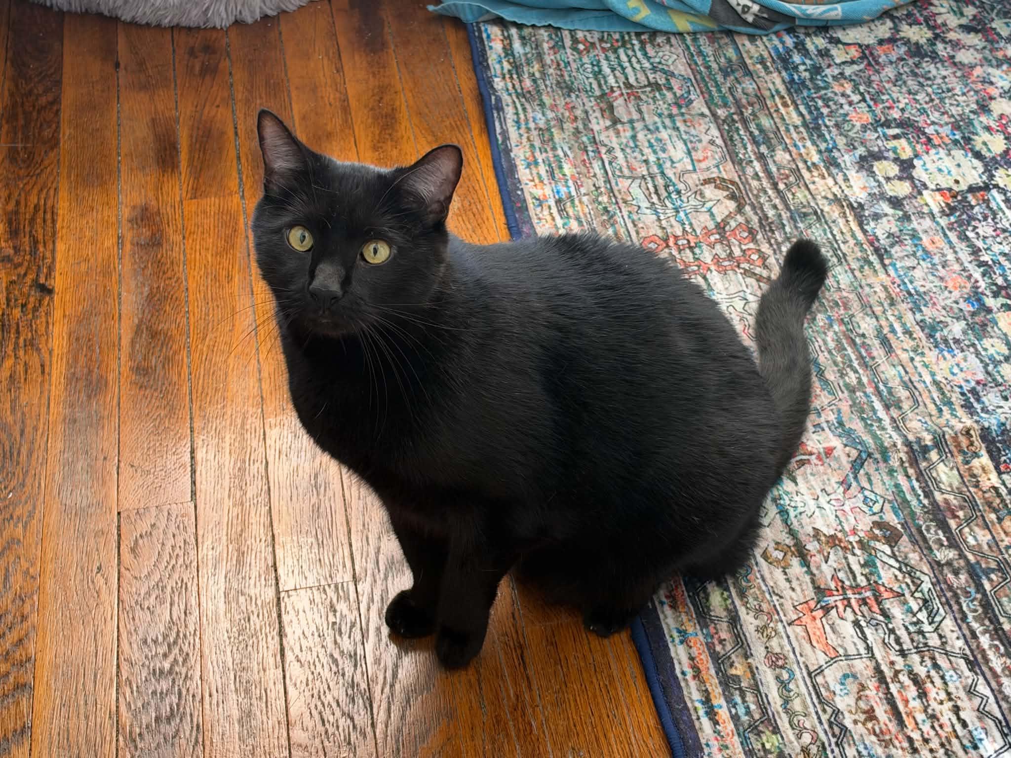 Enlarge Lucky, a Adoptable Domestic Short Hair in Enfield, CT image 5/6
