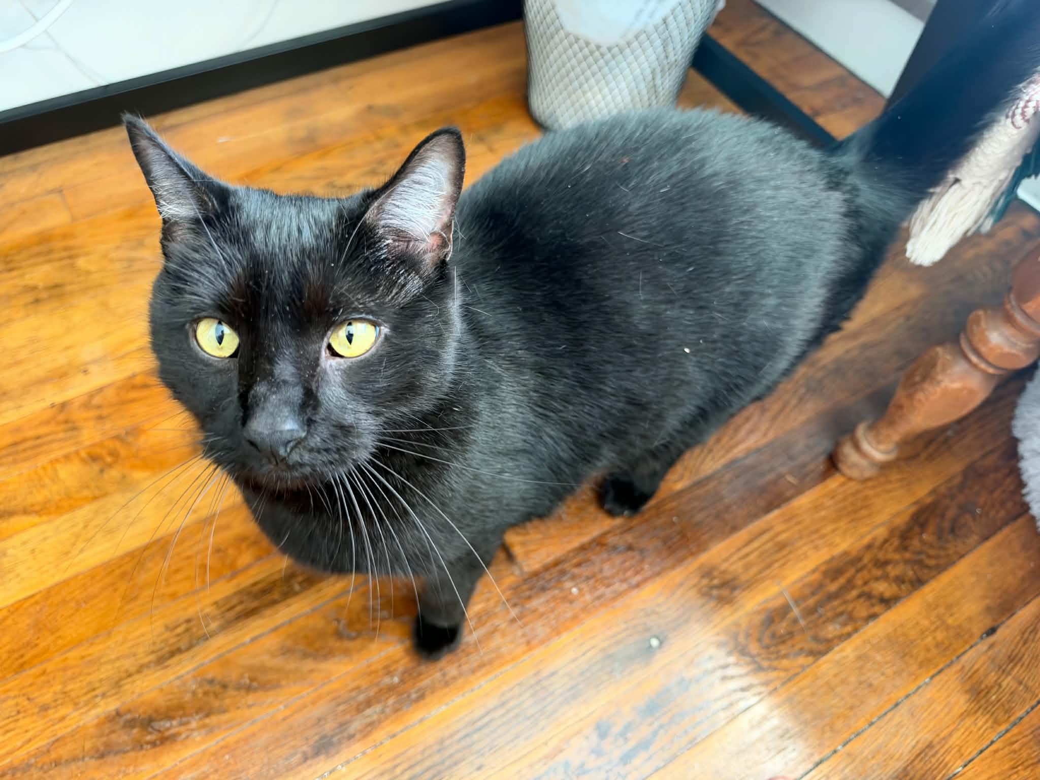 Enlarge Lucky, a Adoptable Domestic Short Hair in Enfield, CT image 6/6