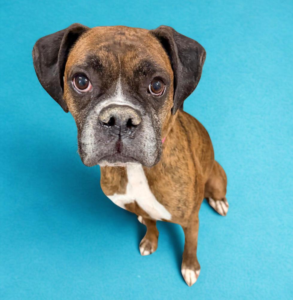 Enlarge Reggie, a Adoptable Boxer in Denver, CO image 1/6