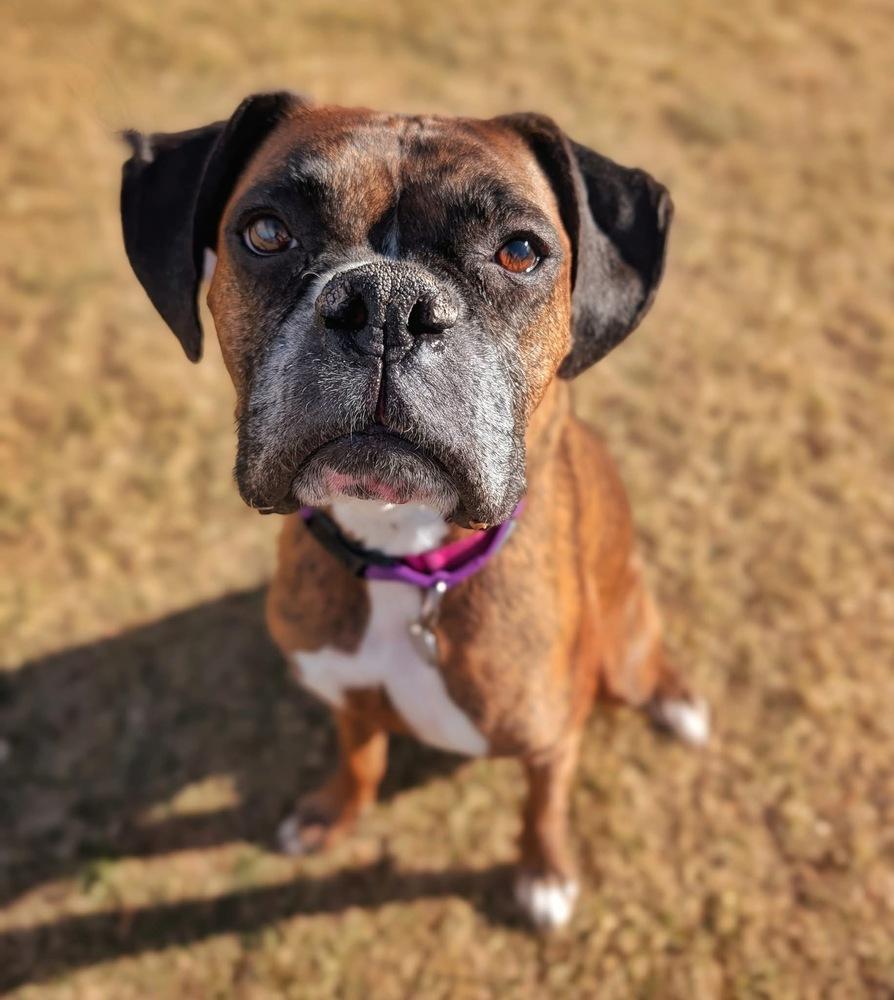 Enlarge Reggie, a Adoptable Boxer in Denver, CO image 2/6