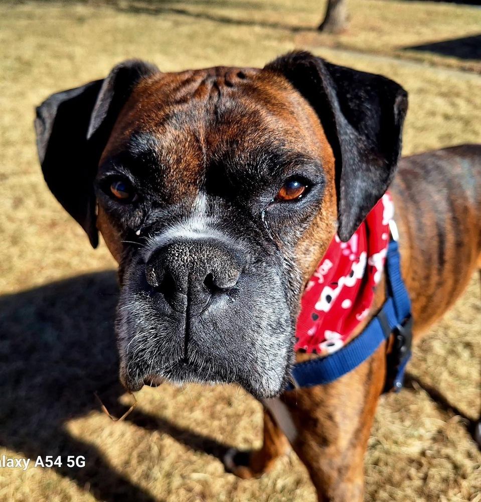 Enlarge Reggie, a Adoptable Boxer in Denver, CO image 4/6