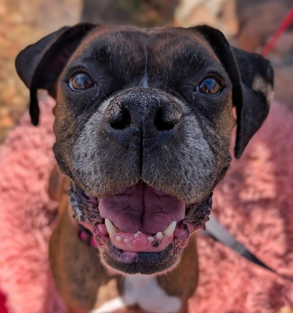 Enlarge Reggie, a Adoptable Boxer in Denver, CO image 3/6