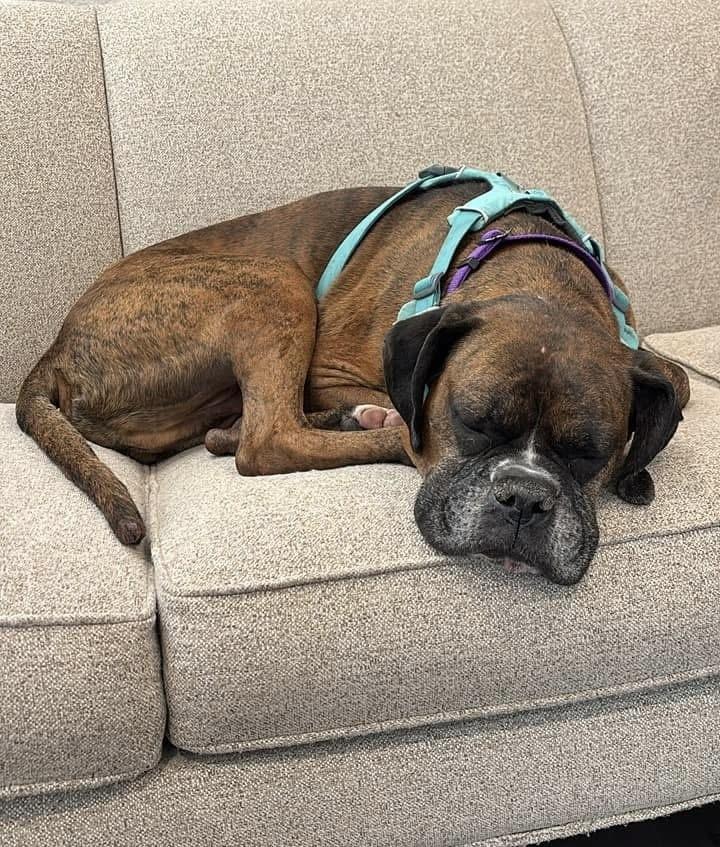 Enlarge Reggie, a Adoptable Boxer in Denver, CO image 4/6