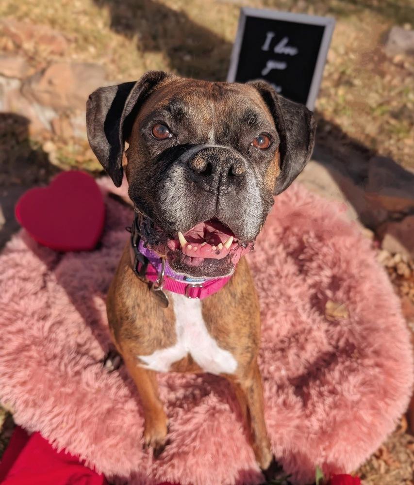 Enlarge Reggie, a Adoptable Boxer in Denver, CO image 5/6
