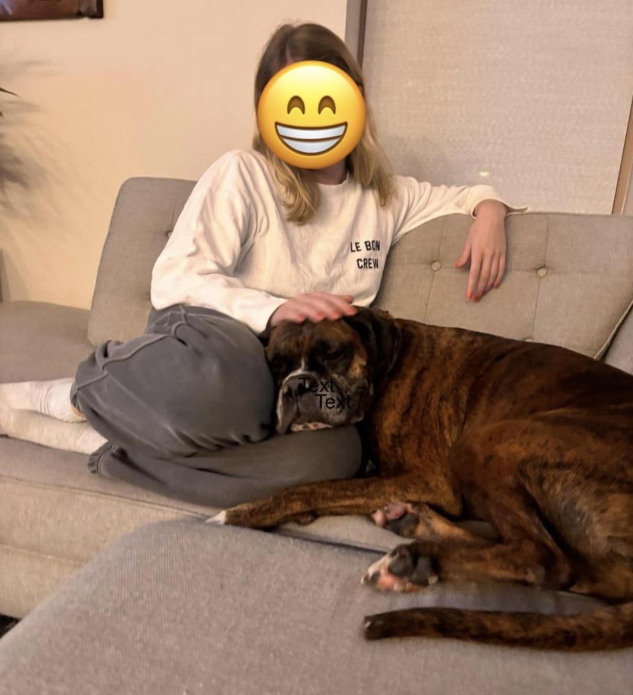 Enlarge Reggie, a Adoptable Boxer in Denver, CO image 6/6