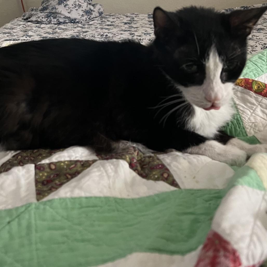 Boots, Adoptable, Senior Male Domestic Short Hair.