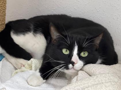 Pouch, Adoptable, Adult Female Domestic Short Hair & Domestic Short Hair.