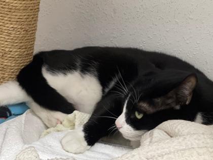 Enlarge Pouch, a Adoptable mixed breed in Phoenix, AZ image 3/3