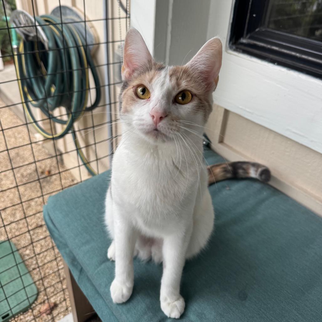 Sassy, Adoptable, Young Female Domestic Short Hair.