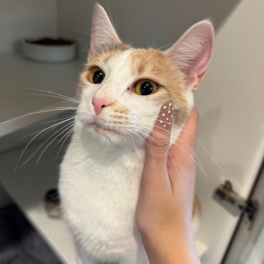 Enlarge Sassy, a Adoptable Domestic Short Hair in Buellton, CA image 2/6