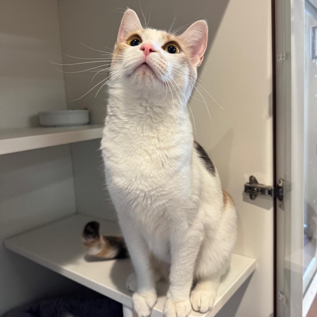 Enlarge Sassy, a Adoptable Domestic Short Hair in Buellton, CA image 3/6