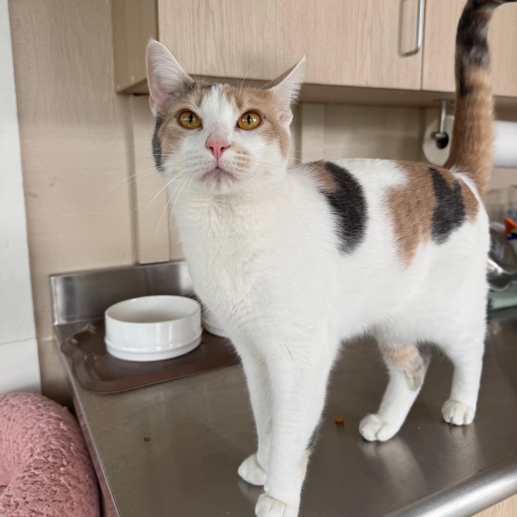 Enlarge Sassy, a Adoptable Domestic Short Hair in Buellton, CA image 4/6