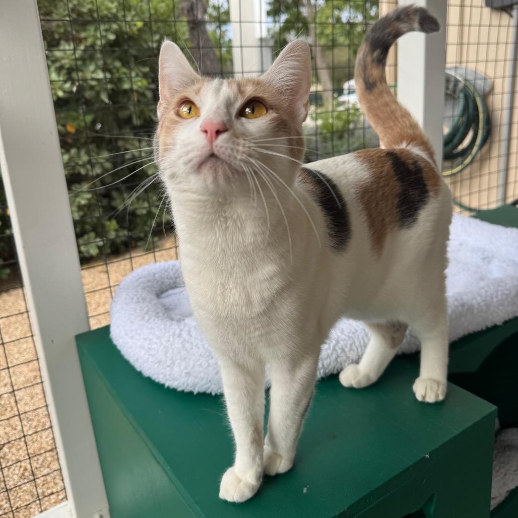 Enlarge Sassy, a Adoptable Domestic Short Hair in Buellton, CA image 5/6