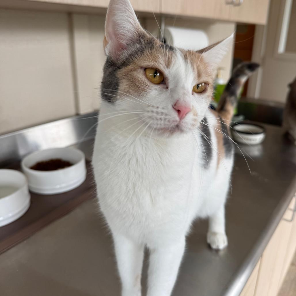 Enlarge Sassy, a Adoptable Domestic Short Hair in Buellton, CA image 6/6