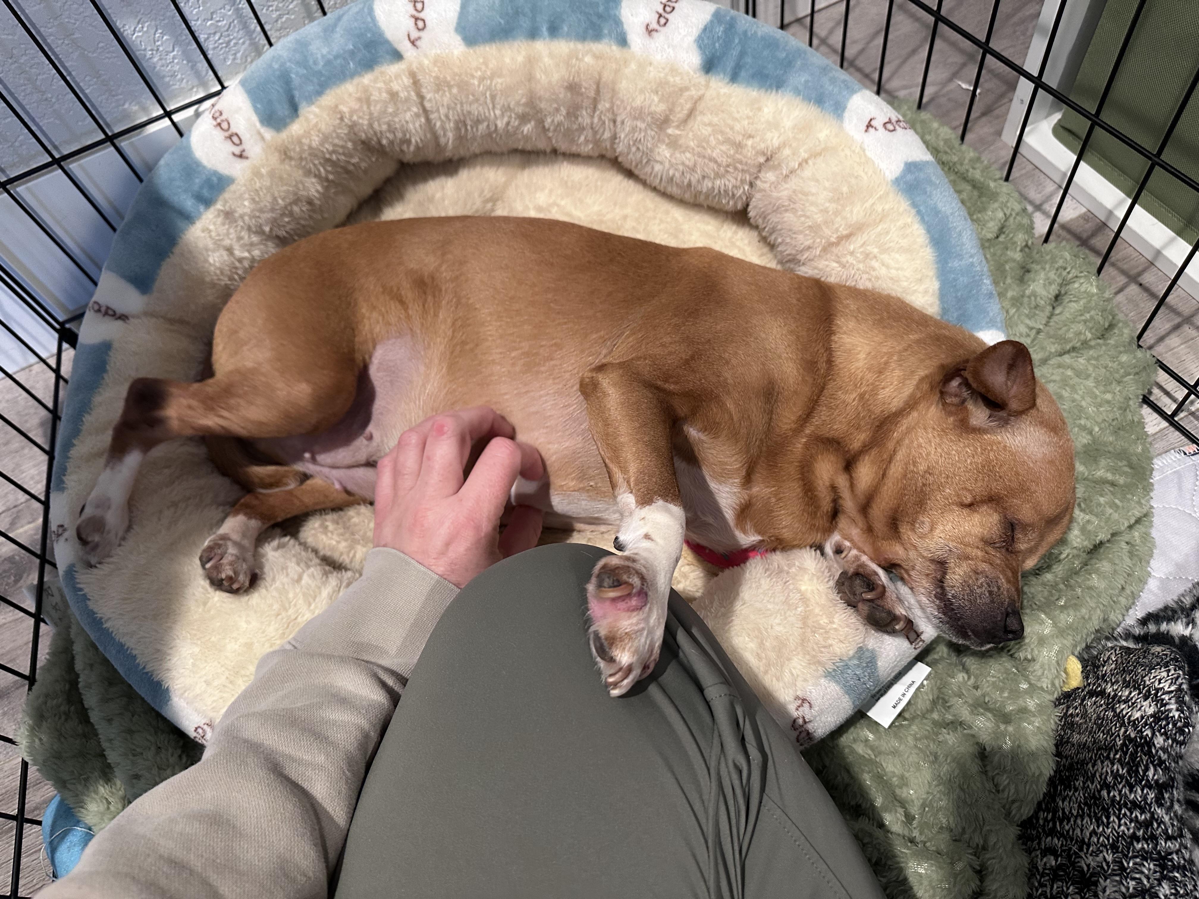 Peanut, an adoptable Chihuahua in Boise, ID image 3/6