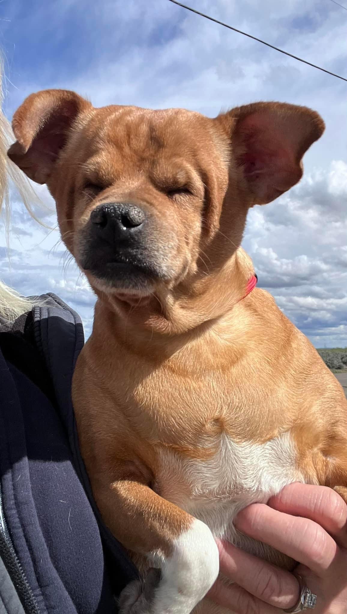 Peanut, an adoptable Chihuahua in Boise, ID image 2/6