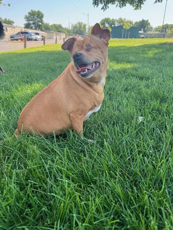 Peanut, an adoptable Chihuahua in Boise, ID image 1/6