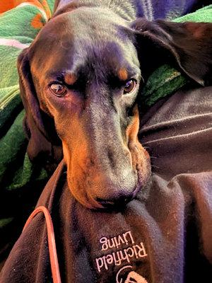 Enlarge Lincoln (VA), an adopted Black and Tan Coonhound in Williamsburg, VA image 5/5