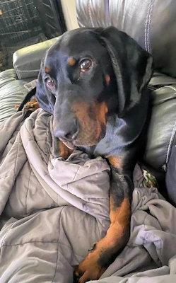 Enlarge Lincoln (VA), an adopted Black and Tan Coonhound in Williamsburg, VA image 3/5