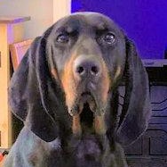 Lincoln (VA), adopted, Young Male Black and Tan Coonhound.