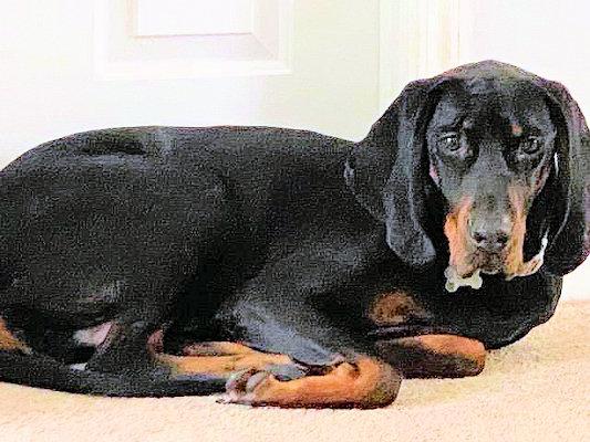 Enlarge Lincoln (VA), an adopted Black and Tan Coonhound in Williamsburg, VA image 4/5