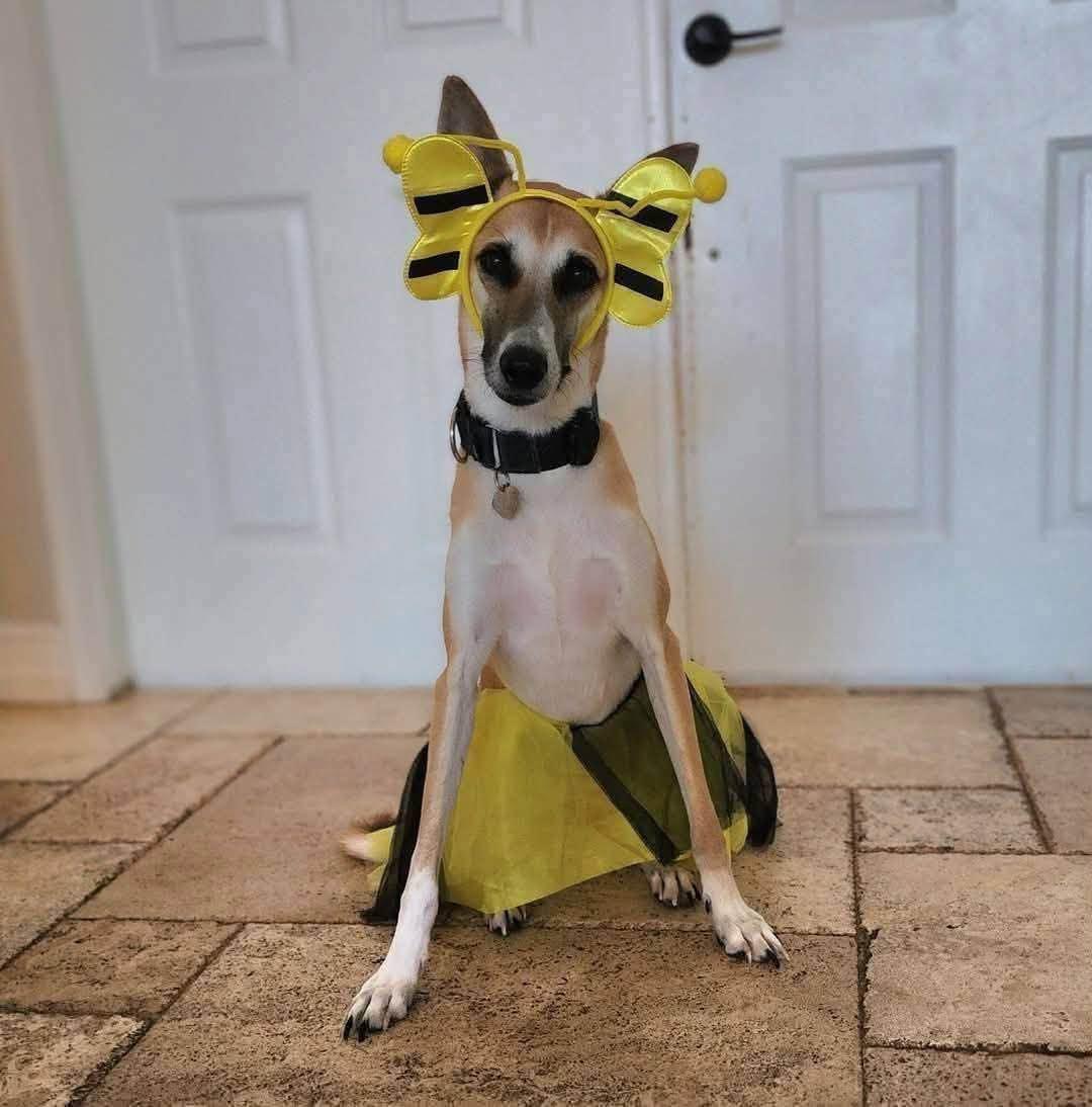 Enlarge Azyr, a Adoptable mixed breed in Tarpon Springs, FL image 2/6